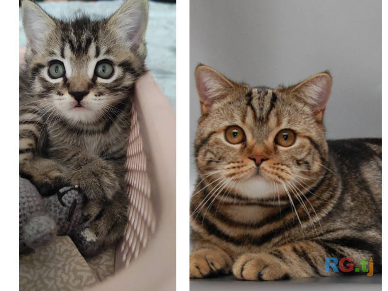 Британский котенок