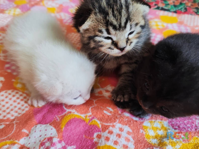 Британский котенок