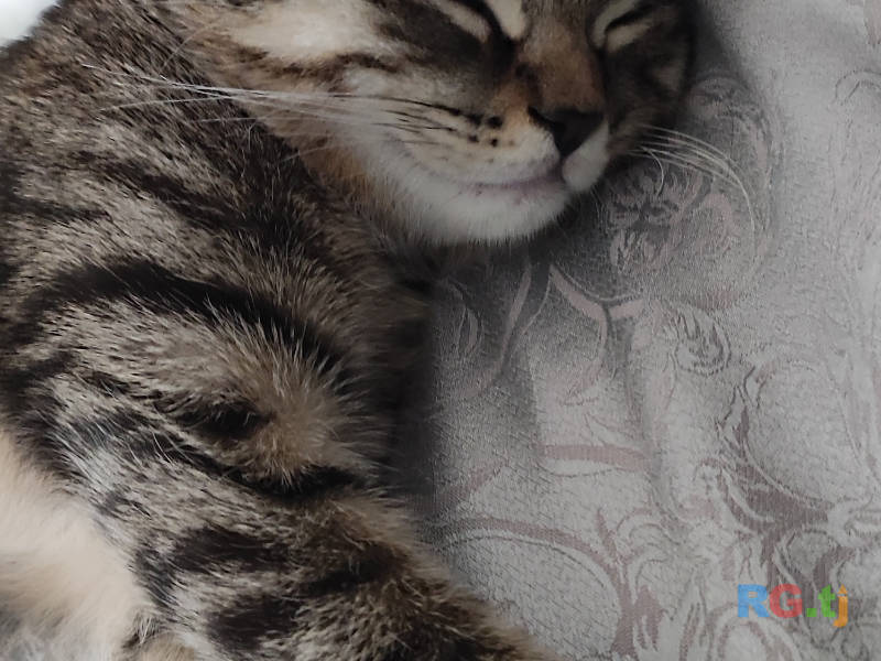 Британский котенок