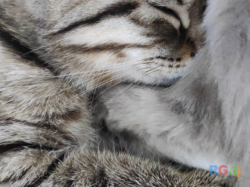 Британский котенок