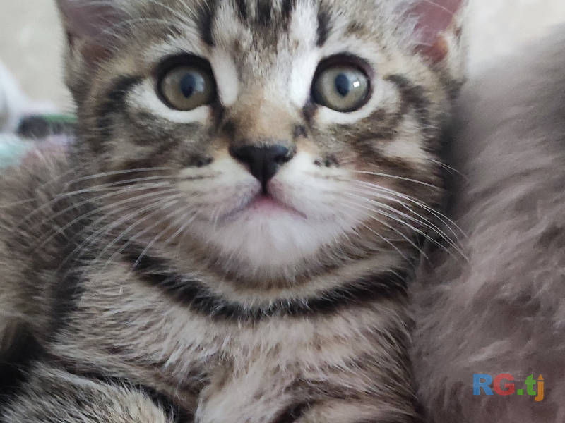 Британский котенок