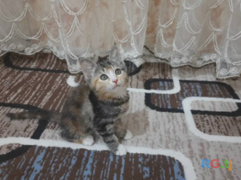 Коты даром