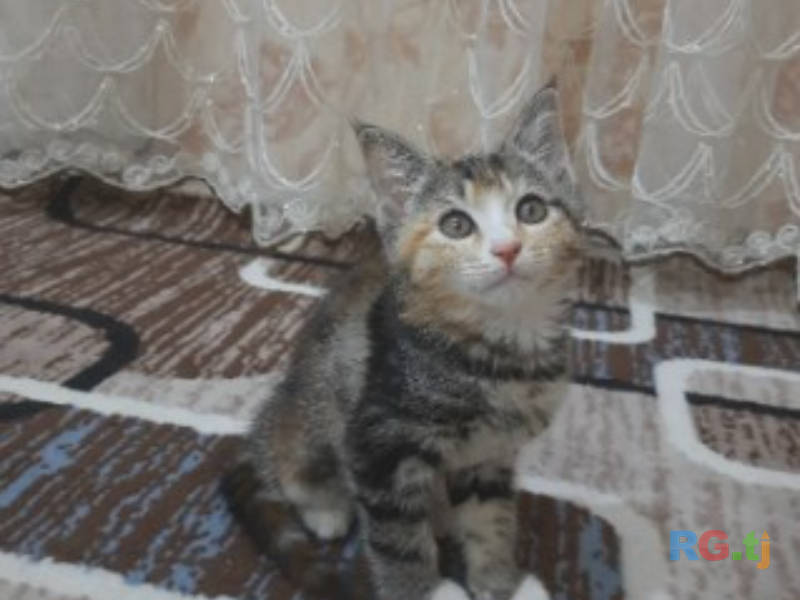 Коты даром