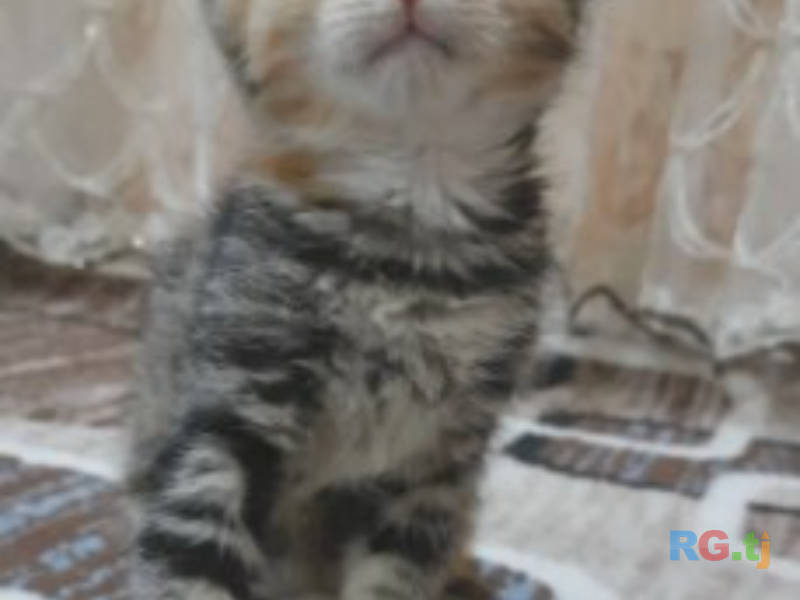 Коты даром