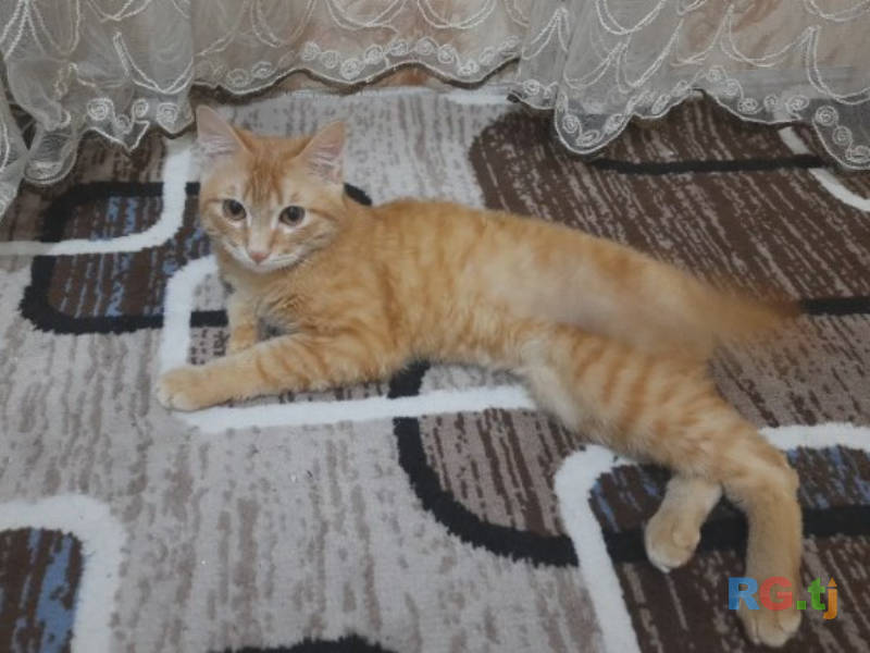 Коты даром