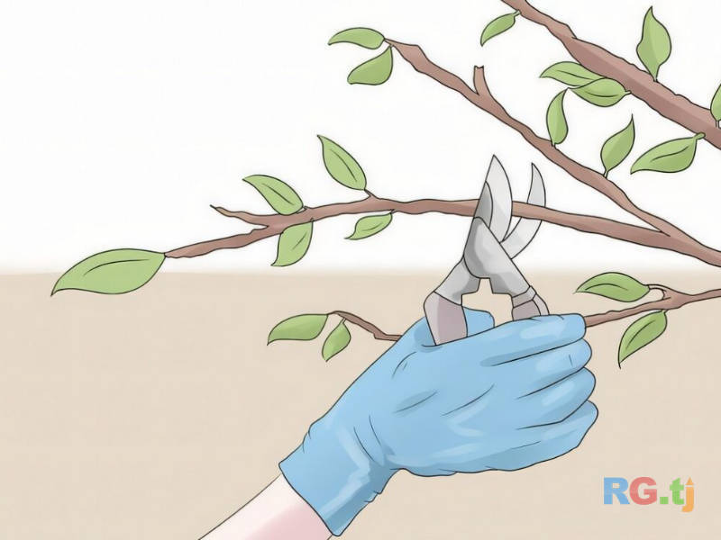 Обрезка деревьев и винограда | Садовые и виноградные работы в Таджикистане