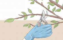 Обрезка деревьев и винограда | Садовые и виноградные работы в Таджикистане