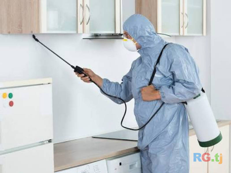 Дезинсекция и дератизация | Уничтожение насекомых и грызунов
